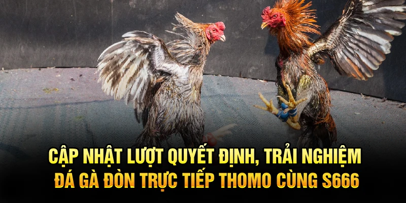 Cập nhật lượt quyết định, trải nghiệm đá gà đòn trực tiếp thomo cùng S666
