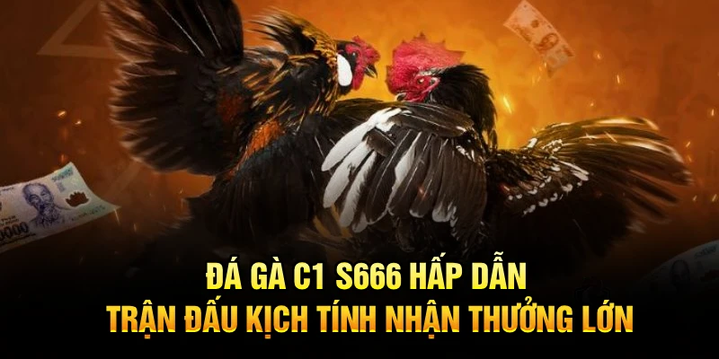 Đá Gà C1 S666 Hấp Dẫn, Trận Đấu Kịch Tính Nhận Thưởng Lớn