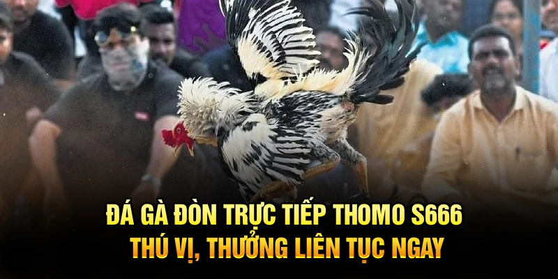 Đá Gà Đòn Trực Tiếp Thomo S666 Thú Vị, Thưởng Liên Tục Ngay