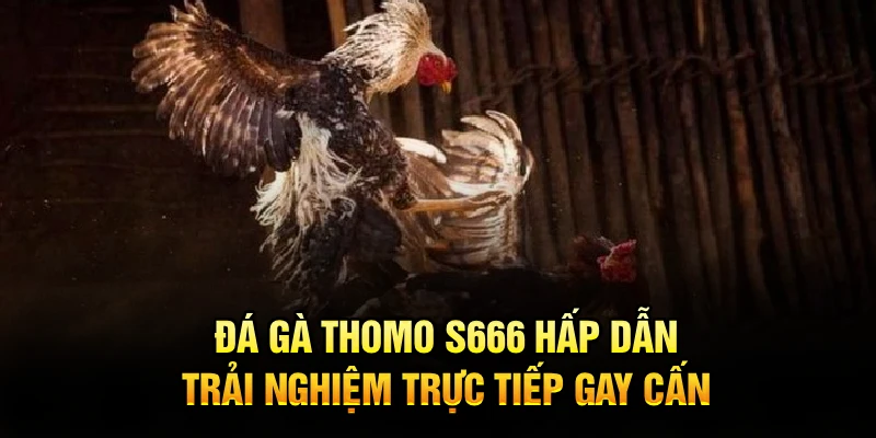Đá Gà Thomo S666 Hấp Dẫn, Trải Nghiệm Trực Tiếp Gay Cấn