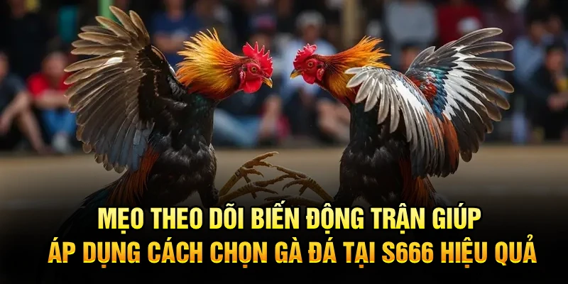 Mẹo theo dõi biến động trận giúp áp dụng cách chọn gà đá tại S666 hiệu quả