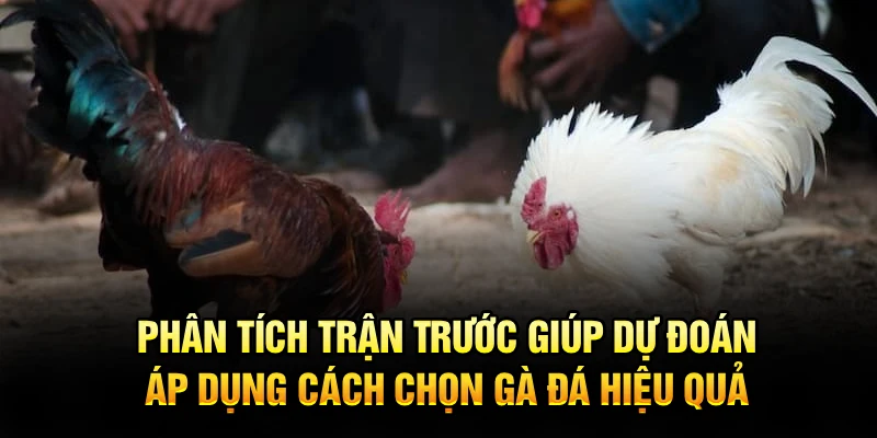 Phân tích trận trước giúp dự đoán, áp dụng cách chọn gà đá hiệu quả