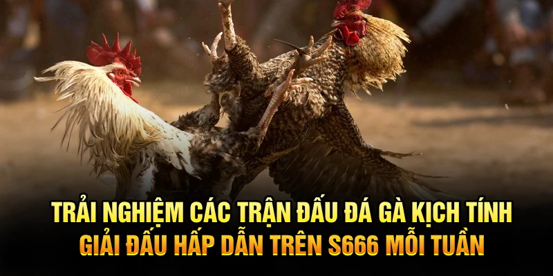 Trải nghiệm các trận đấu đá gà kịch tính, giải đấu hấp dẫn trên S666 mỗi tuần